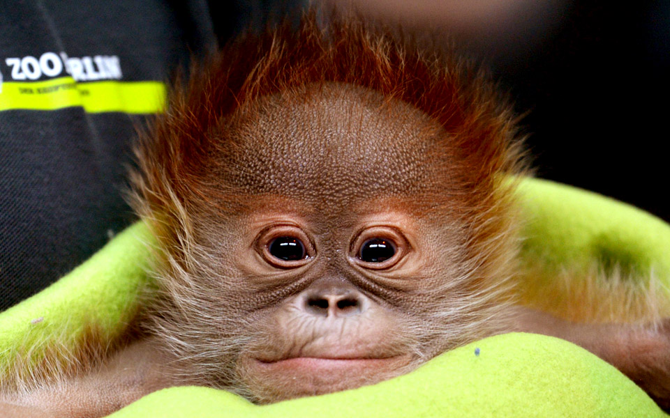 baby-orangut_1--2