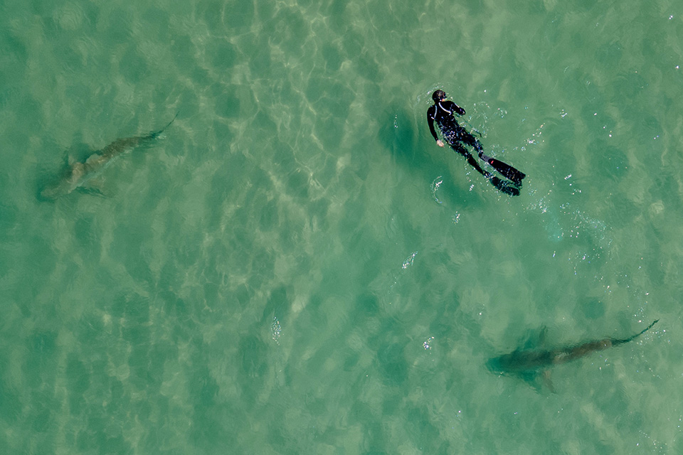 Οι καρχαρίες του Ισραήλ