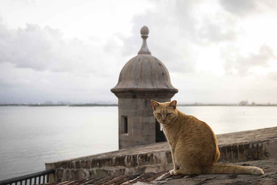 Οι γάτες του Πουέρτο Ρίκο