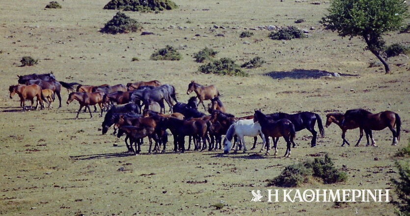 Σκοτώνουν τ’ άλογα όταν κατεβαίνουν στον κάμπο