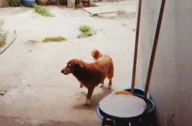 Ένας σκύλος πραγματικός… Μαθουσάλας-2