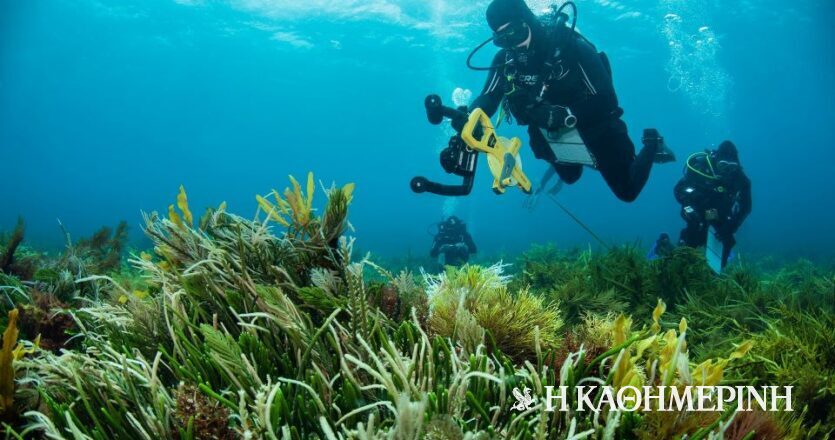 Μείωση σε πάνω από 500 ήδη θαλάσσιας ζωής στους υφάλους της Αυστραλίας