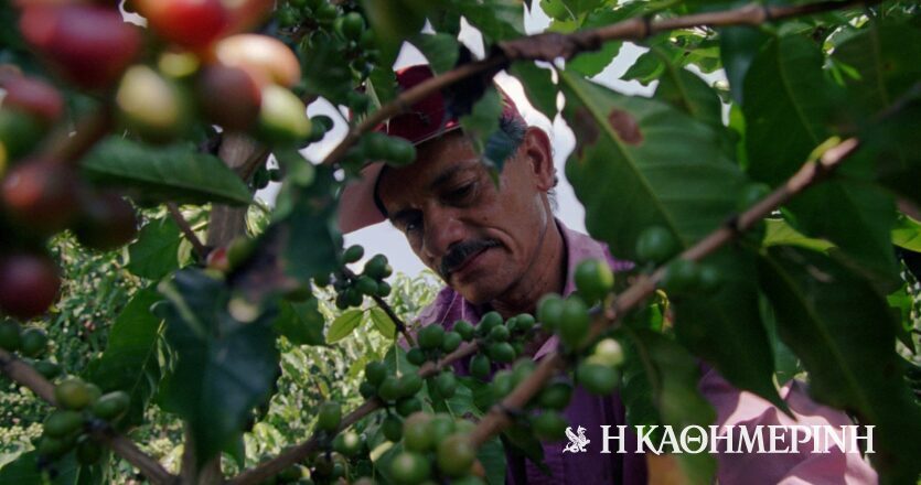 Η «άγνωστη» ποικιλία καφέ από την Ουγκάντα που είναι ανθεκτική στην κλιματική αλλαγή