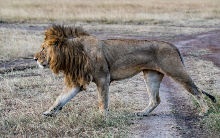 Κένυα: Το γηραιότερο λιοντάρι της χώρας σκοτώθηκε από κτηνοτρόφους Μασάι
