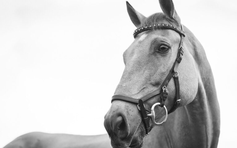 Κέρκυρα: Εισαγγελική παρέμβαση για τον βασανιστικό θάνατο αλόγου