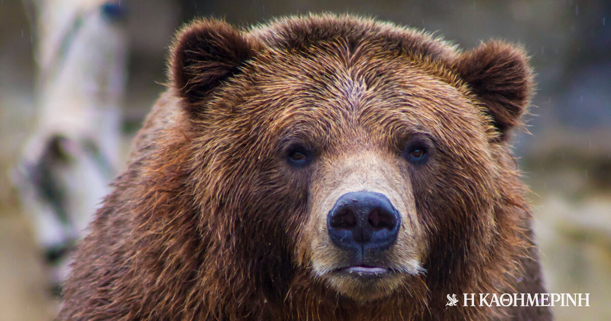 Italia: Altro rinvio dell’esecuzione dell’orso che uccise un corridore