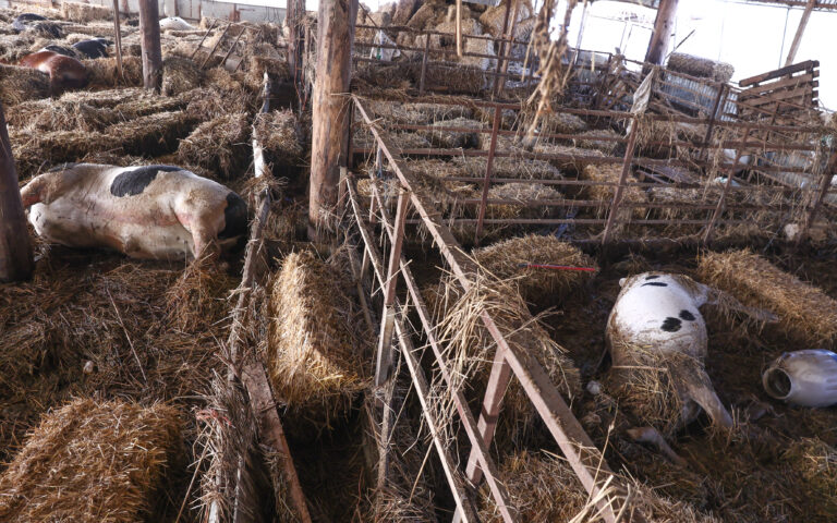 Κακοκαιρία «Daniel»: Περίπου 100.000 ζώα έχουν πνιγεί – Κίνδυνος για άλλα 25.000 πρόβατα