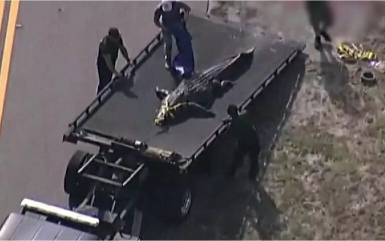 Φλόριντα: Οι Αρχές θανάτωσαν αλιγάτορα που περιφερόταν με ανθρώπινα μέλη στα σαγόνια του