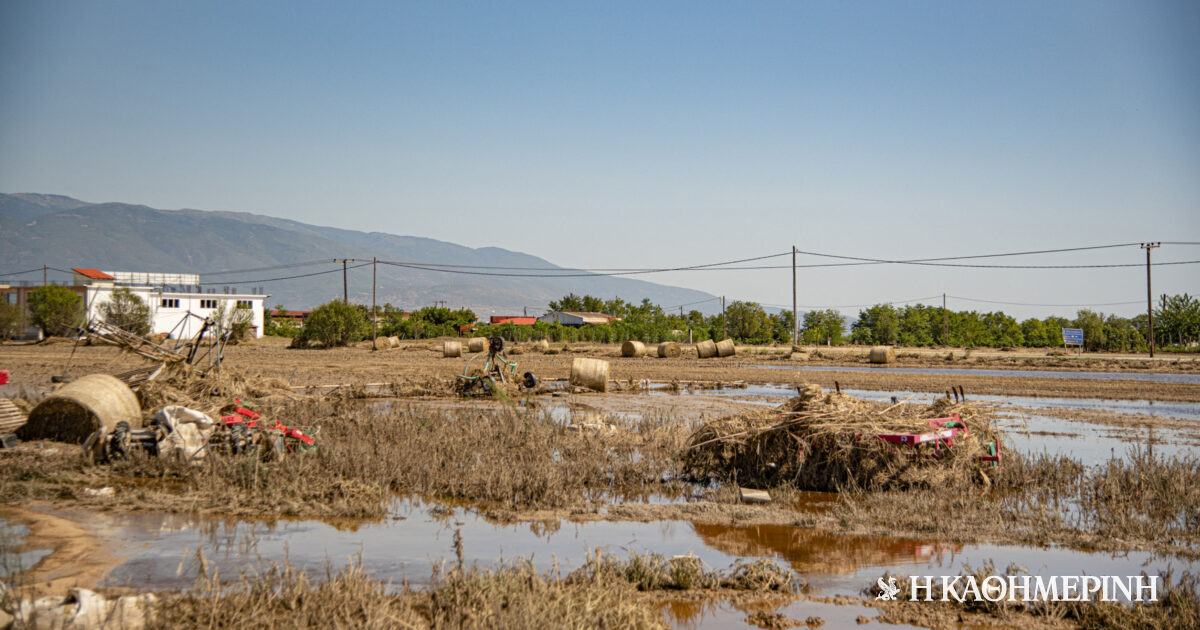 Θεσσαλία: Καταστροφές στο 70% στη βαμβακοκαλλιέργειας – Μεγάλο πλήγμα και στη ζωική παραγωγή