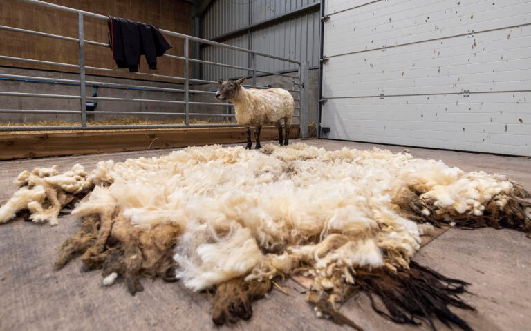 Το «πιο μοναχικό πρόβατο της Βρετανίας» σώθηκε