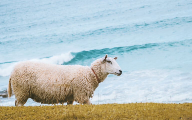 «Ειδική αποστολή» για το πιο μοναχικό πρόβατο της Βρετανίας