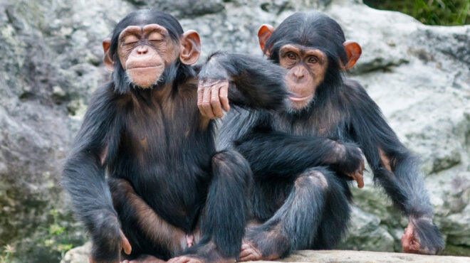 οι-χιμπατζήδες-αναγνωρίζουν-παλιούς-562790884