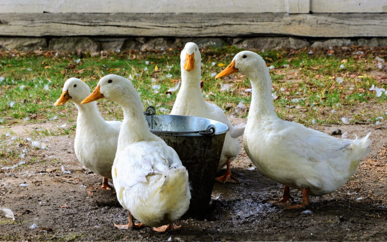 Γαλλία: Γρίπη των πτηνών σε φάρμα με εμβολιασμένες πάπιες