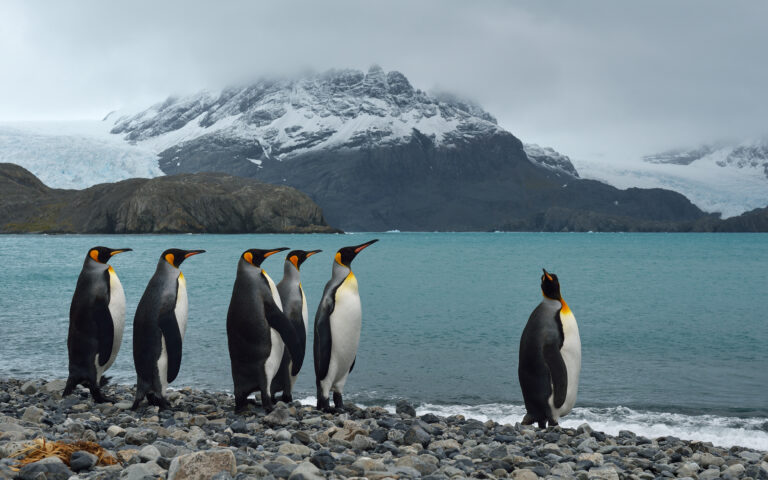 Η γρίπη των πτηνών απειλεί τους πιγκουίνους της Ανταρκτικής
