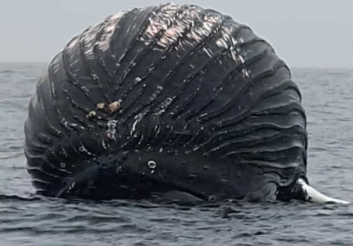 Νορβηγία: Ψαράς βρήκε μια τεράστια νεκρή φάλαινα, φουσκωμένη σαν μπαλόνι