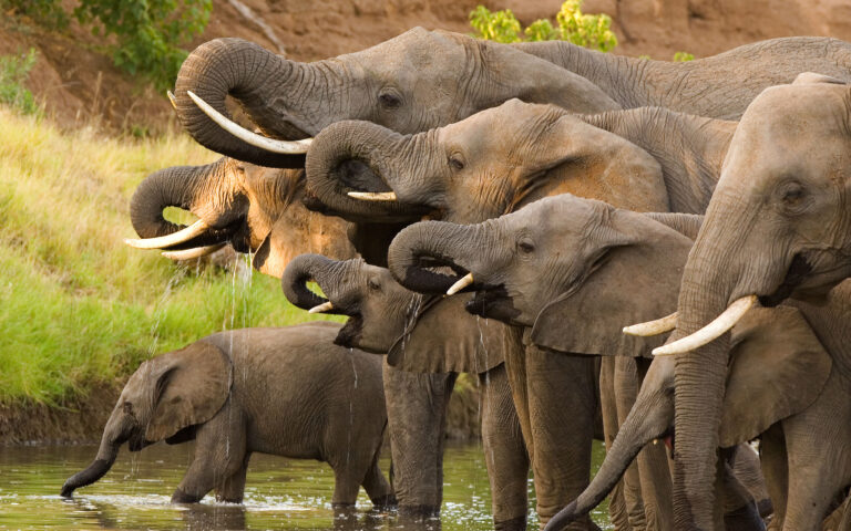 Γιατί η Μποτσουάνα απειλεί να στείλει 20.000 ελέφαντες στη Γερμανία