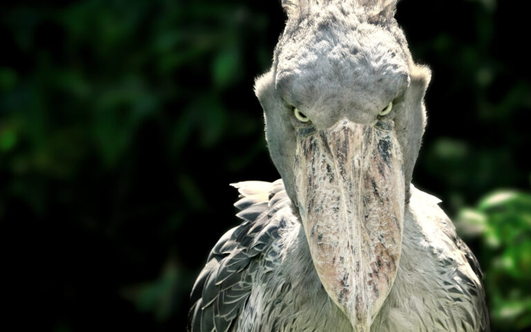 Shoebill: Το «χαζό» πτηνό που φτάνει το 1,5 μ., σκοτώνει τα αδέλφια του και τρώει κροκοδειλάκια