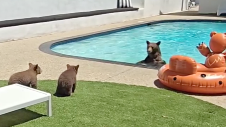 Οικογένεια αρκούδων δροσίζεται σε πισίνα – «Είναι πάντα ευπρόσδεκτες»