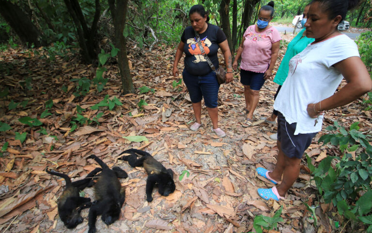 Μεξικό: Οι μαϊμούδες «πέφτουν από τα δέντρα σαν μήλα»