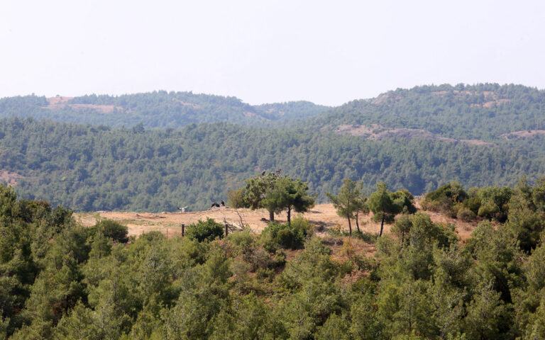 Αντιπυρικές ζώνες σε δασικές εκτάσεις φτιαγμένες από αμπέλια