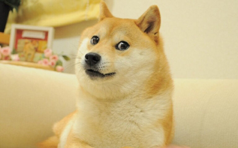 Kabosu: Πέθανε ο σκύλος – θρύλος των meme και «πρόσωπο» του Dogecoin