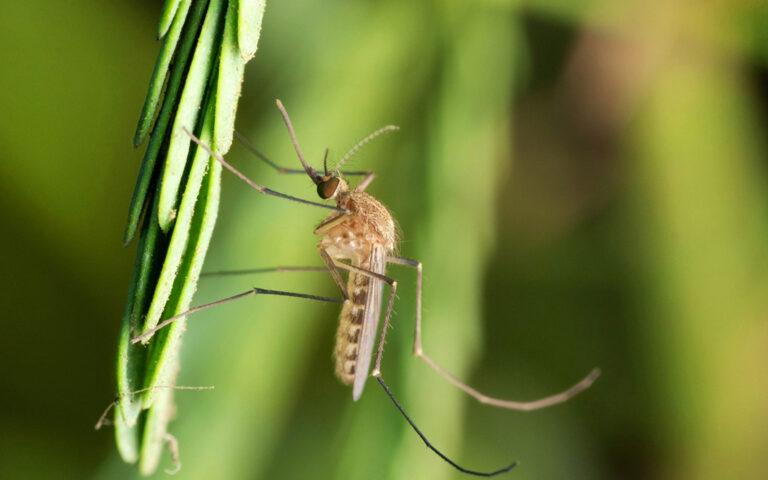 Ιός Δυτικού Νείλου: «Καμπανάκι» για τα κουνούπια
