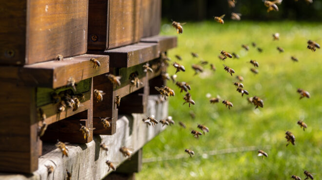 λέσβος-επίθεση-από-σμήνος-μελισσών-σε-563046856