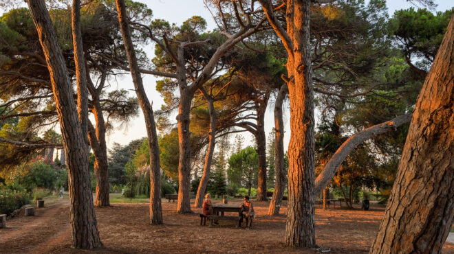 κτήμα-μερκούρη-το-αμπέλι-έμπαινε-στη-θ-563098540