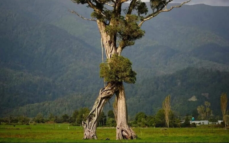 Σαν ήρωας του Τόλκιν: Το «δέντρο που περπατά», μοναδικός επιζών ενός χαμένου δάσους