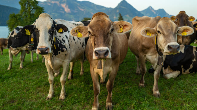 ηπα-αγελάδες-που-μολύνθηκαν-από-γρίπη-563063779