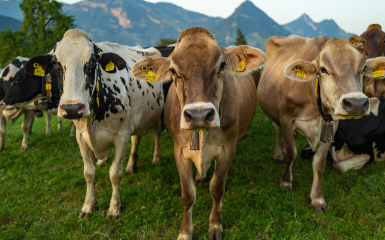 ΗΠΑ: Αγελάδες που μολύνθηκαν από γρίπη των πτηνών πέθαναν ή θανατώθηκαν