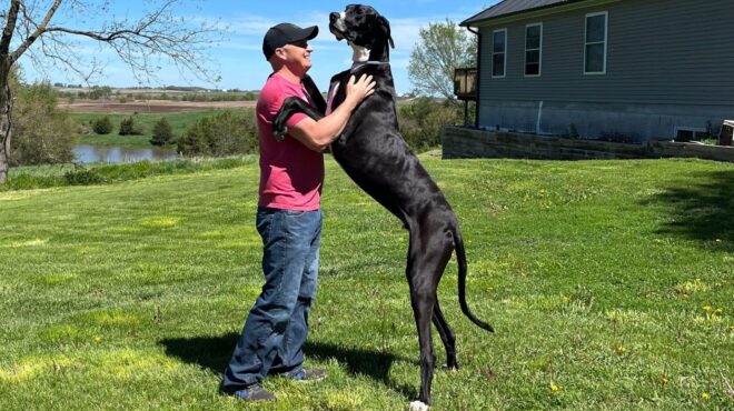 κέβιν-ο-ψηλότερος-σκύλος-στον-κόσμο-πα-563082472