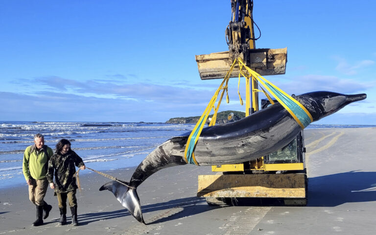 Ξεβράστηκε στη Νέα Ζηλανδία η «σπανιότερη φάλαινα» στον κόσμο – Σαν τεράστιο δελφίνι, με δόντια… φτυαριού