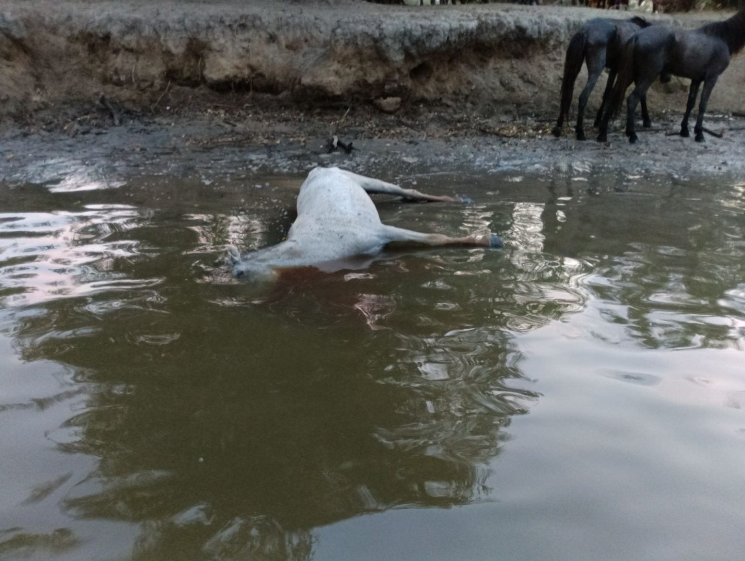Ξηρασία: Αγρια άλογα πεθαίνουν στο Δέλτα του Εβρου-1