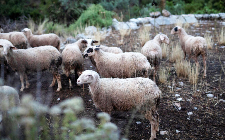 Θεσσαλία: Ελεγχοι από δεκάδες κτηνιάτρους μετά τα κρούσματα πανώλης σε αιγοπρόβατα