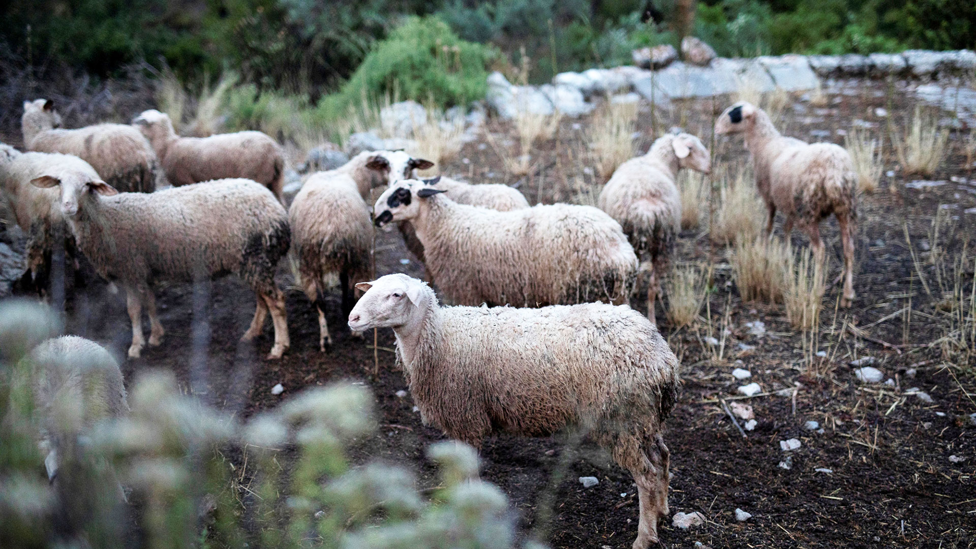 Θεσσαλία: Ελεγχοι από δεκάδες κτηνιάτρους μετά τα κρούσματα πανώλης σε αιγοπρόβατα