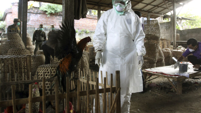 γρίπη-των-πτηνών-οι-φόβοι-για-μια-εκκολ-563132500