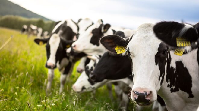 γιατί-οι-αγελάδες-είναι-επικίνδυνες-γ-563125606