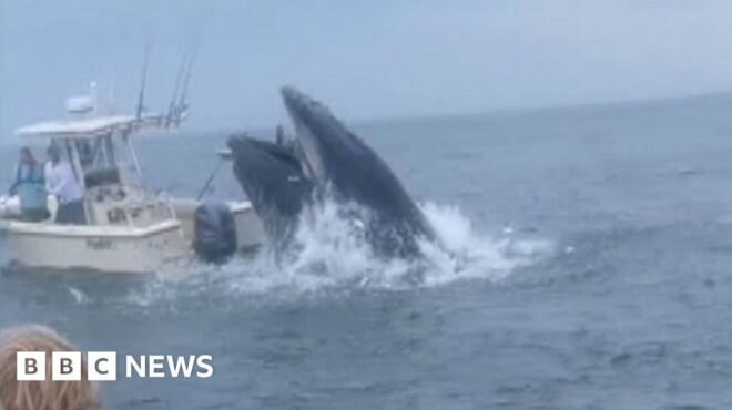 φάλαινα-αναποδογυρίζει-σκάφος-βίντε-563141005