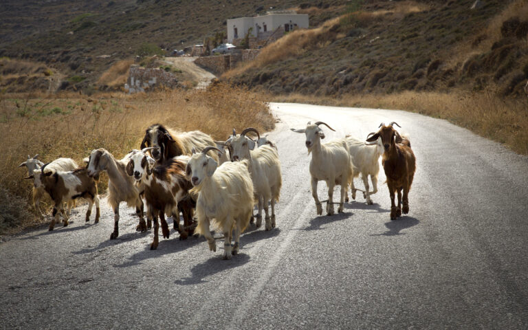 Δώδεκα ερωταπαντήσεις για την πανώλη στα αιγοπρόβατα