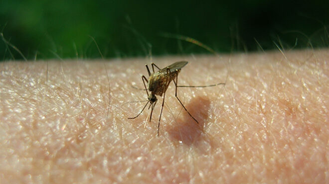 κουνούπια-πρώτη-λοίμωξη-για-φέτος-από-563113930