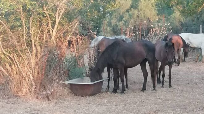 ξηρασία-αγρια-άλογα-πεθαίνουν-στο-δέλ-563137069