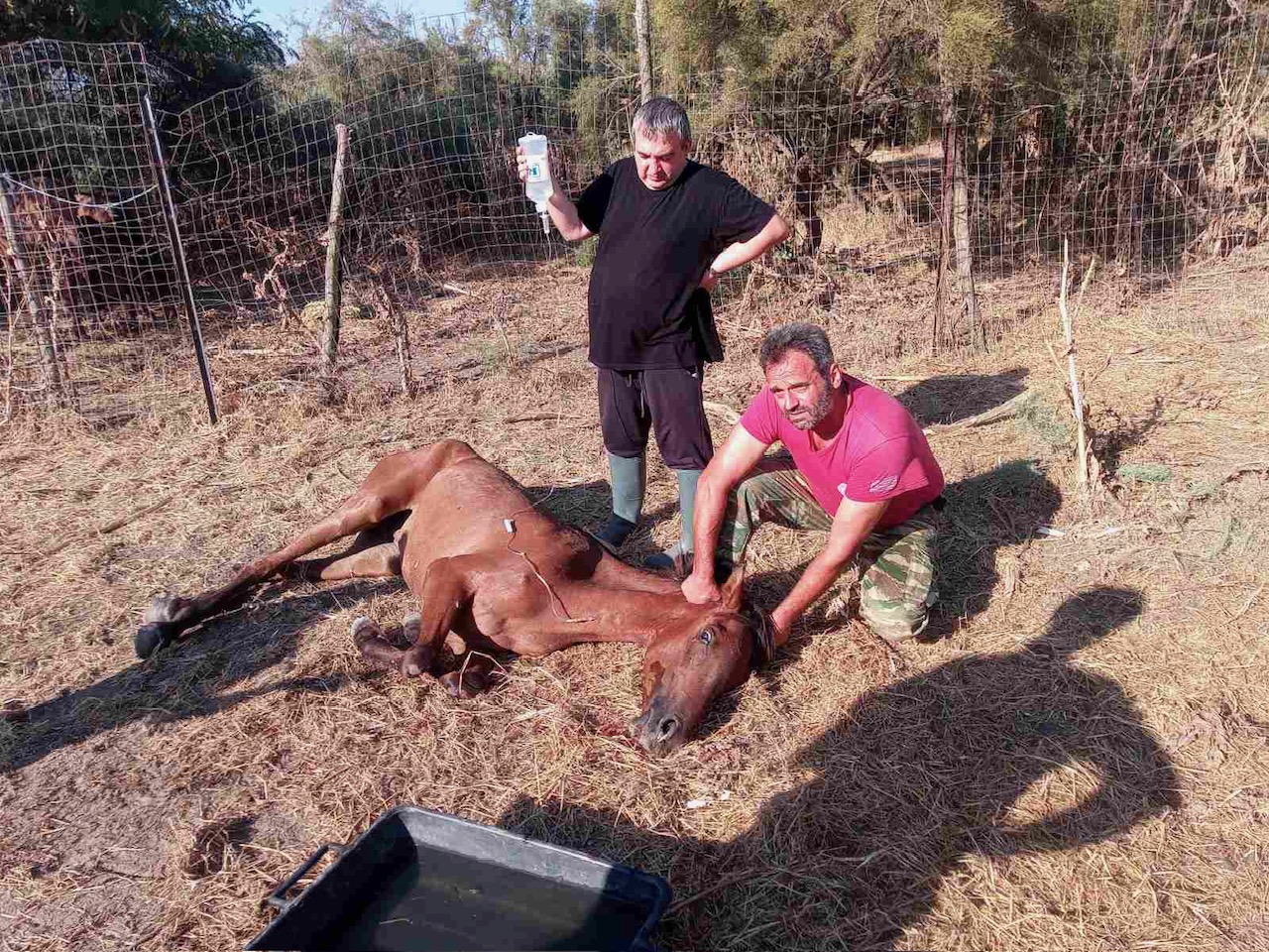 Αγώνας για να διασωθούν τα άγρια άλογα στο Δέλτα του Εβρου-2