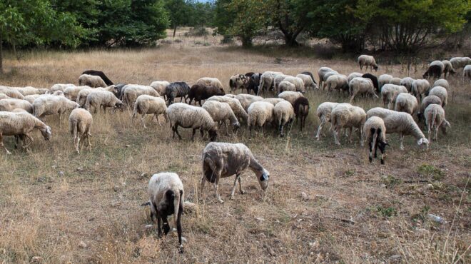 πανώλη-εντοπίστηκαν-κρούσματα-στο-ηρ-563153392