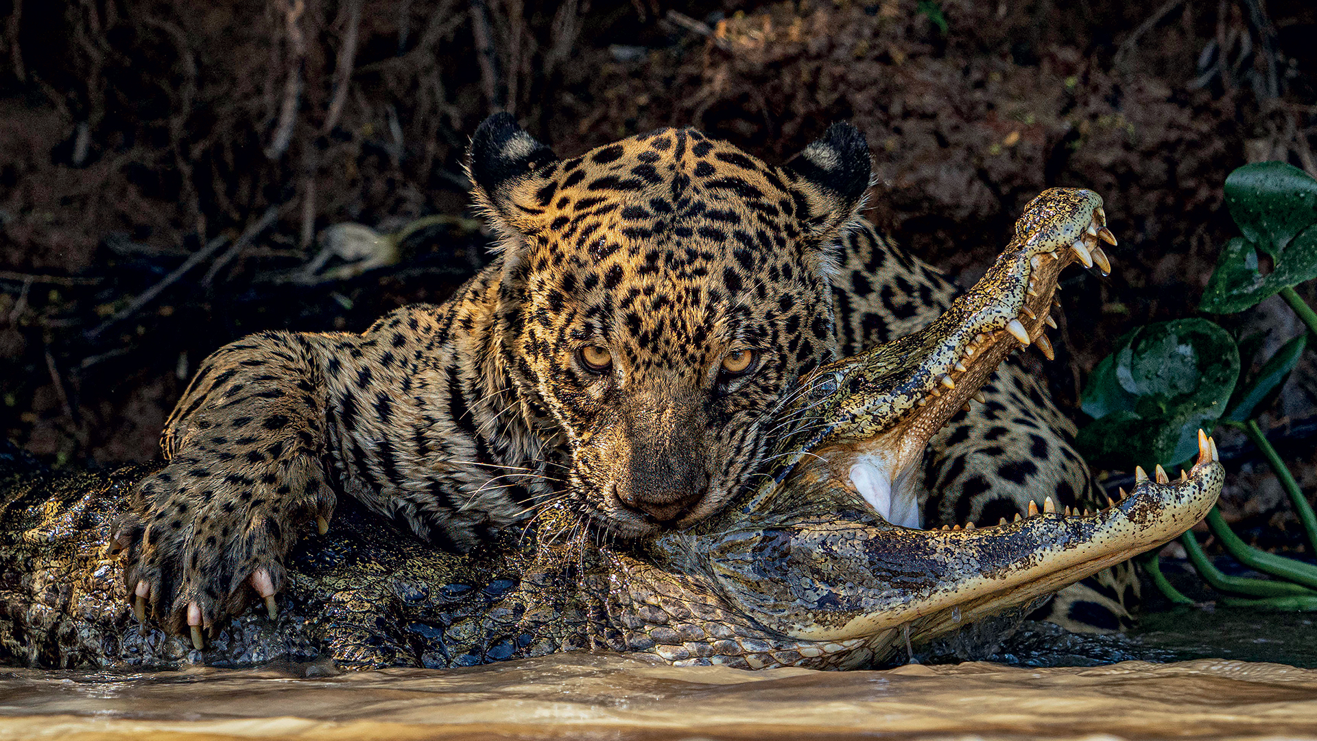 Wildlife Photographer Of The Year: Οι πιο συναρπαστικές εικόνες που διεκδικούν βραβεία