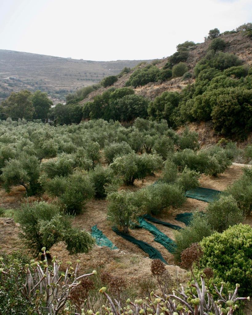 Ο ελαιοτουρισμός ανθεί στην Ελλάδα-3