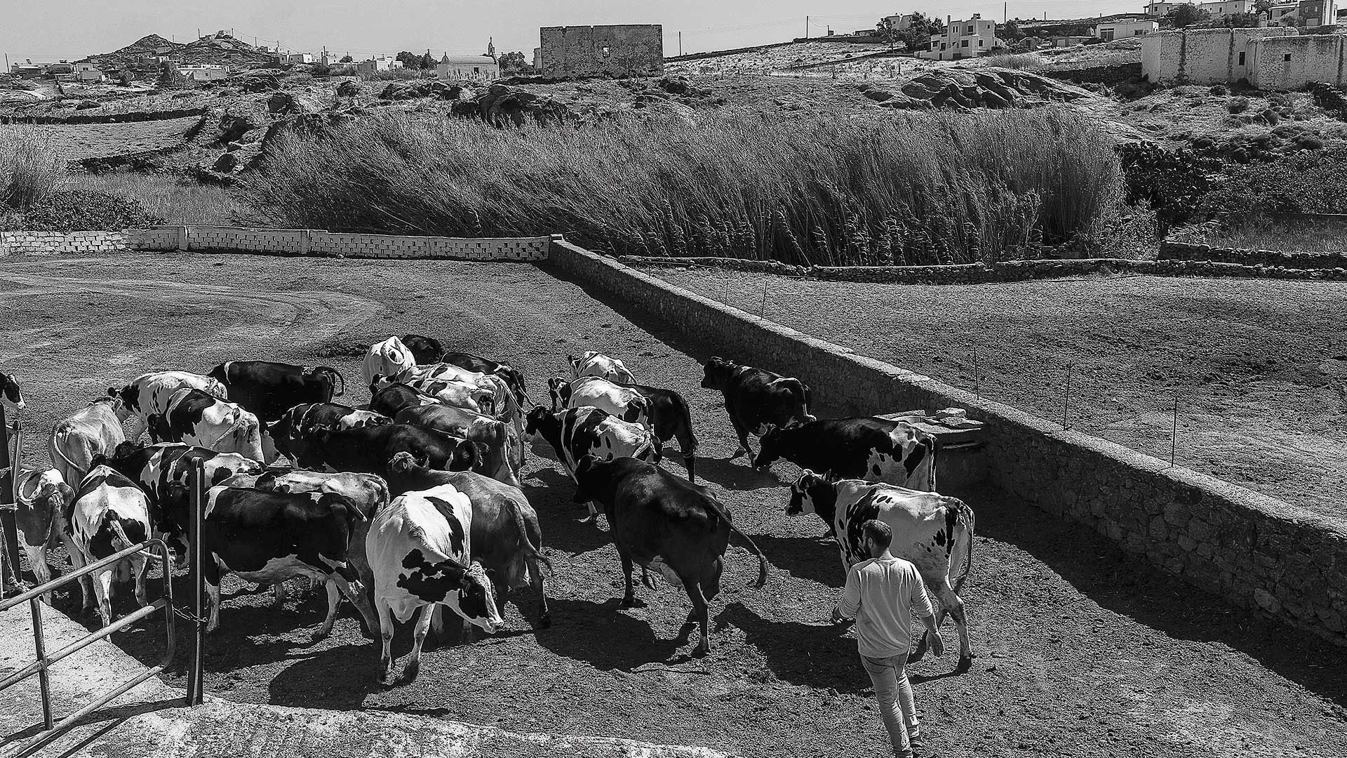 Τα κυκλαδίτικα τυριά πάνε UNESCO-2