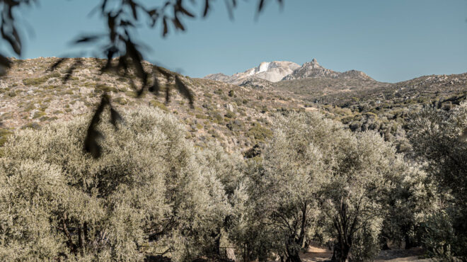 μια-φιλόξενη-γιορτή-για-ντόπιους-και-ξ-563245201