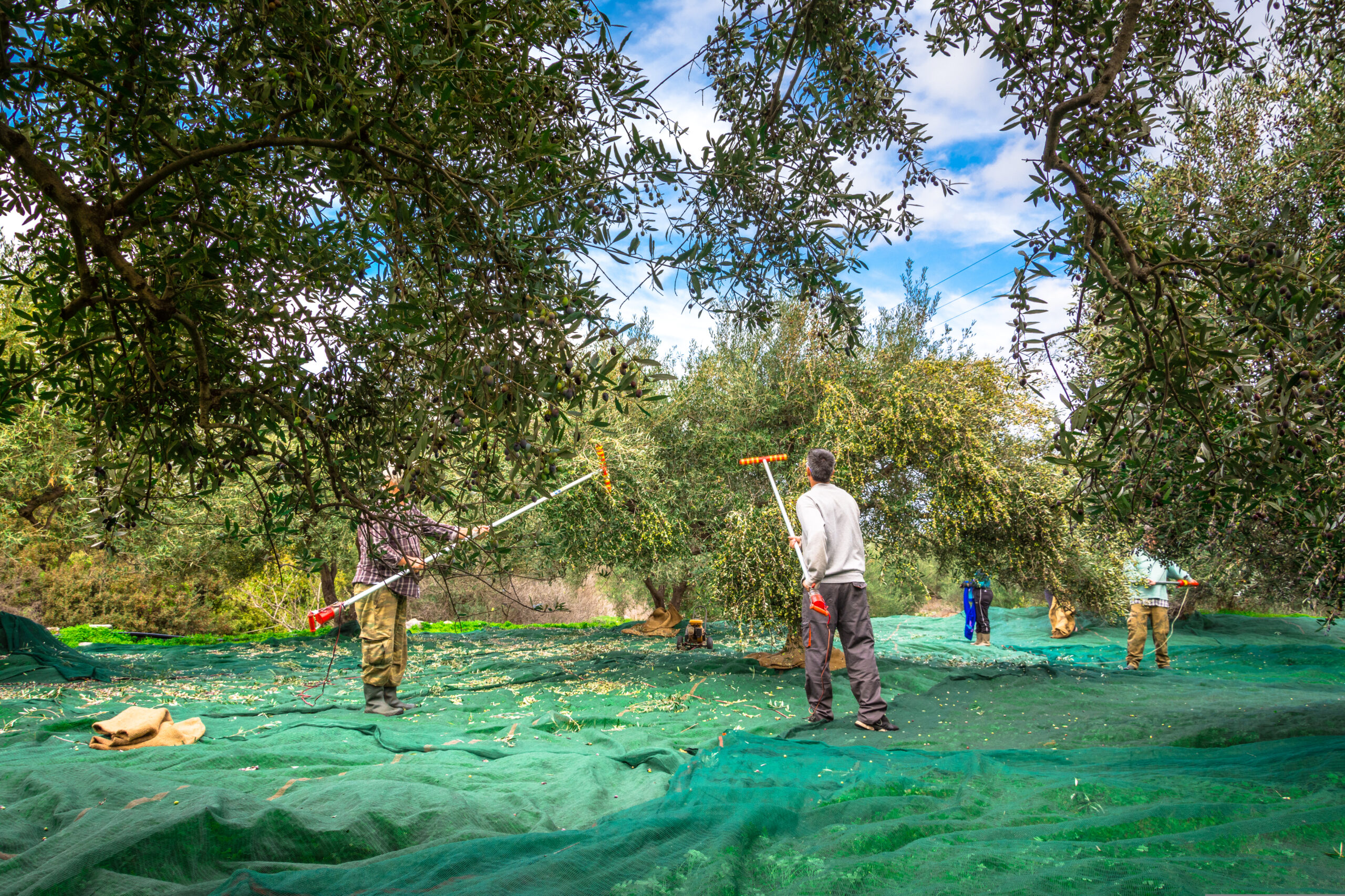 ελαιόλαδο-οι-πρώτες-ενδείξεις-για-την-563236753