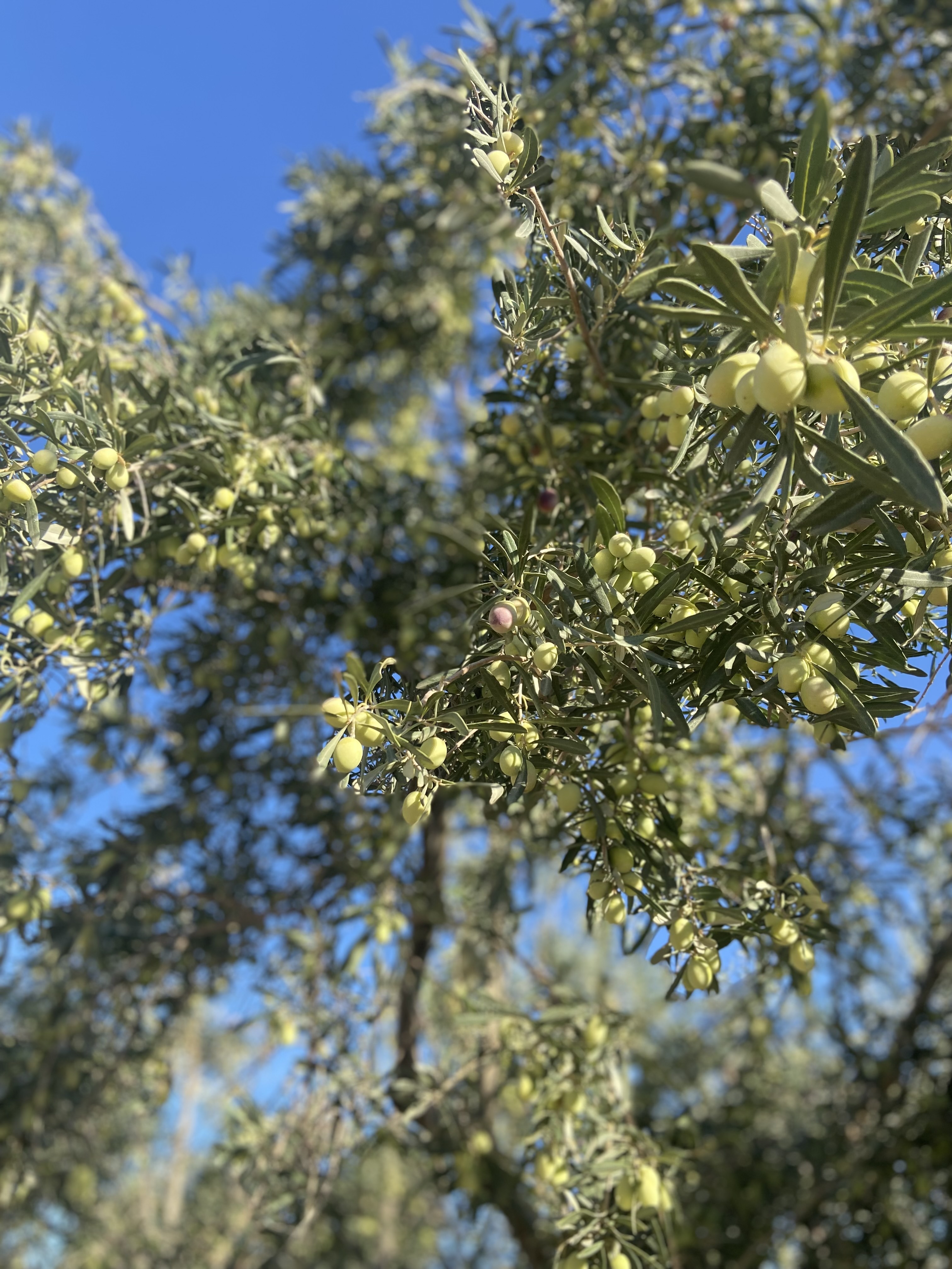 Με έξυπνες κάμερες και περιπολίες ασφαλίζουν τη φετινή σοδειά οι ελαιοπαραγωγοί-3